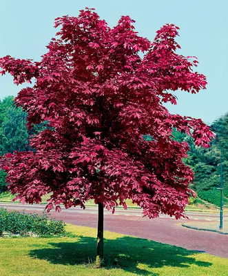 Клен остролистный 'Глобозум'/Acer platanoides 'Globosum' C 32/Pa 200 — цена  в Оренбурге, купить в интернет-магазине, характеристики и отзывы, фото