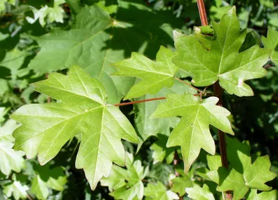 Клен полевой, acer campestre