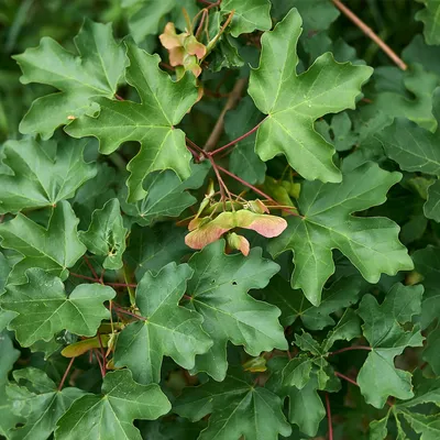 Клен полевой, или паклен — A. campestre L