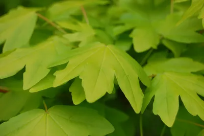 MW0691592, Acer campestre (Клен полевой, Клен равнинный), specimen