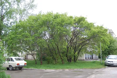 Клен гиннала (Acer ginnala)