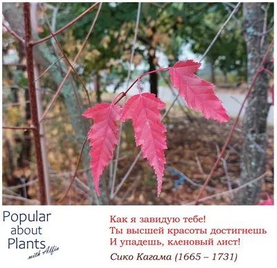 Клен приречный - КГСАУ Хабспецхоз