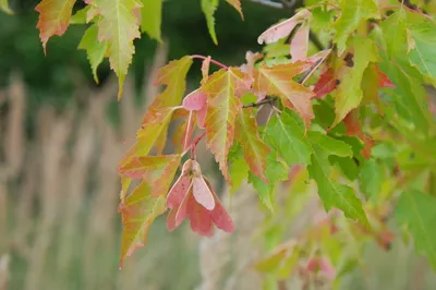 Клен татарский (Acer tataricum) - Питомник и Садовый центр Русские Деревья