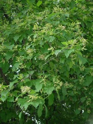 Клен белый, acer pseudoplatanus