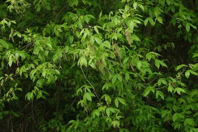 Клен остролистный (лат. Acer platanoides) СЕМЕНА 15шт + подарок | AliExpress