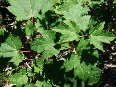 Фотокаталог растений: Клён ложноплатановый (Acer pseudoplatanus)
