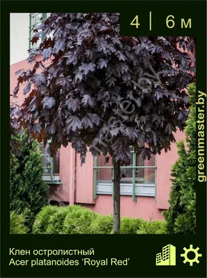 Клен остролистный Роял Ред - Acer platanoides royal red (ACERACEA) - SMS  Marmara Group