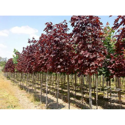 Клен Остролистный \"Royal Red\" (Роял Ред) купить по цене 8500 рублей от  питомника саженцев и растений Центросад | Фото и консультация по уходу