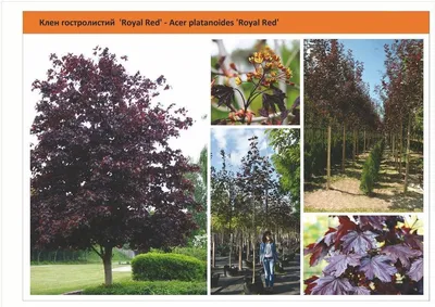 Клен красный остролистный Royal Red 170-180 см купить в Минске — Цена в  интернет-магазине