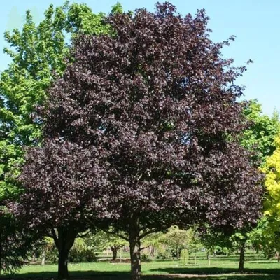 Клен остролистный \"Роял Ред\" - Acer platanoides 'Royal Red - купить в Киеве  и области, справедливая цена - Green Garth (Грин Гарт)