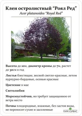 Клен остролистный 'Royal Red', С5 120-140 купить в Минске, цены