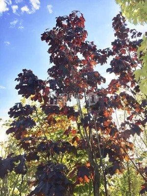 Клён платановидный \"Royal Red\" | Euro-plant