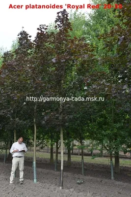 Клен остролистный Royal Red - Клен - Лиственные - Растения - Каталог -  marusin-sad.com