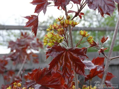 Клен гостролистий, клен остролистный Роял Ред (на штамбе) / Acer  platanoides Royal Red (ID#1343135435), купить на Prom.ua