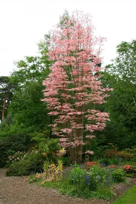 клен ясенелистный фламинго купить - Acer negundo flamingo half tige  (ACERACEA) - SMS Marmara Group