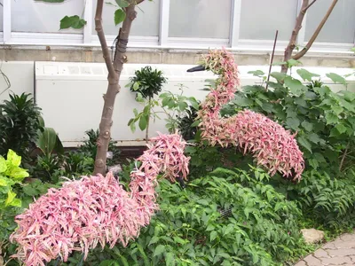 Купить оптом Клен ясенелистный Flamingo (Фламинго)