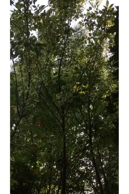 Acer negundo 'Flamingo', Клен ясенелистный 'Фламинго'|landshaft.info