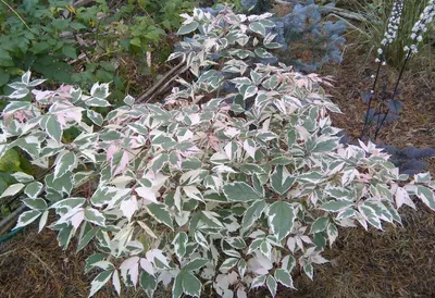 Клён фламинго