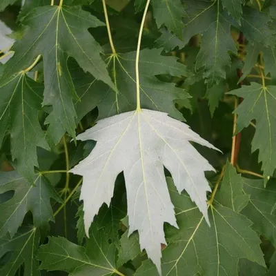 Клен сахаристый Лациниатум Виери-Acer saccharinum Laciniatum Wieri —  Садовые неприхотливые многолетники, декоративные деревья и кустарники,  купить.