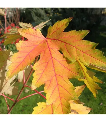 Клён сахаристый/серебристый - Каталог - Sadko-Plant.ru
