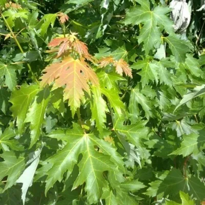 Клен сахаристый (серебристый) 'Lutescens' - купить в питомнике растений  НАТАЛИС