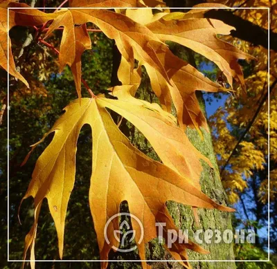 Клен сахарный (серебристый) 'Лациниатум Виери' купить по цене 5.000,00 руб.  в Москве в садовом центре Южный
