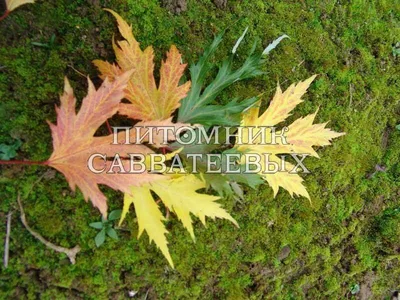 Клён серебристый Лациниатум Виери (Acer saccarinum Laciniatum Wieri)