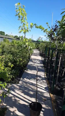 Клен серебристый, Клен сахаристый, купить, Acer saccharinum, заказать  почтой, доставка, Крупномеры Купить растения в Ростове-на-Дону,  Интернет-магазин, питомник растений, хвойные и лиственные, уличные,  плодовые и декоративные деревья и кустарники ...