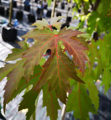 Клён серебристый Лациниатум Виери (Acer saccarinum Laciniatum Wieri)