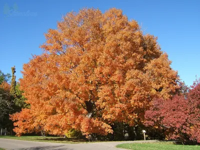 Клён серебристый (Acer saccharinum) - PictureThis