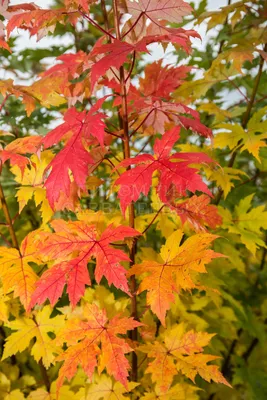 Клен серебристый (Acer saccharinum), 10/12; H300-350; C45 купить в  питомнике недорого!