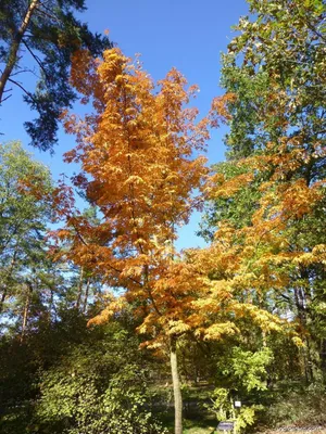 Клён серебристый (Acer saccharinum) — купите саженцы в Краснодаре -  Прекраснодар — садовый центр в Краснодаре