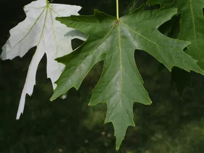 Клён сахаристый/серебристый - Каталог - Sadko-Plant.ru