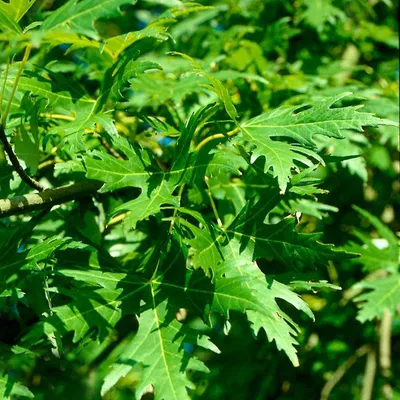 Саженцы Клён серебристый \"Acer saccarinum\" из питомника растений Гринстрана  купить по цене от 3500 рублей | Описание, фото, доставка, консультация —  Гринстрана.ру