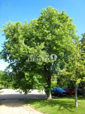 Клен серебристый — Acer Saccharinum L. | Ботанический сад Уфы