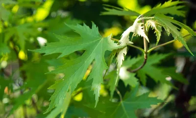 Клен серебристый, acer saccharinum