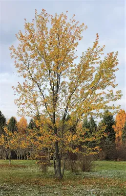 Acer saccharinum, Клен сахаристый|landshaft.info