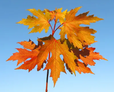 Клен серебристый, acer saccharinum