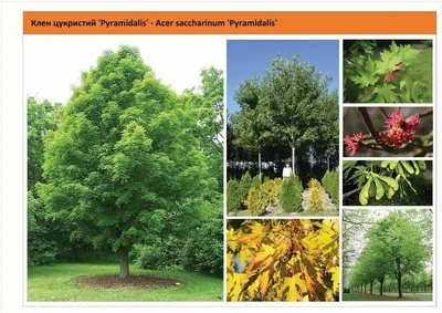 Клен серебристый купить в Киеве, цена — Greensad