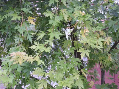 Клен серебристый, Клен сахаристый, купить, Acer saccharinum, заказать  почтой, доставка, Крупномеры Купить растения в Ростове-на-Дону,  Интернет-магазин, питомник растений, хвойные и лиственные, уличные,  плодовые и декоративные деревья и кустарники ...