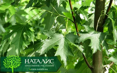 Клен татарский (никлен, черноклен) - Питомник Челябинска