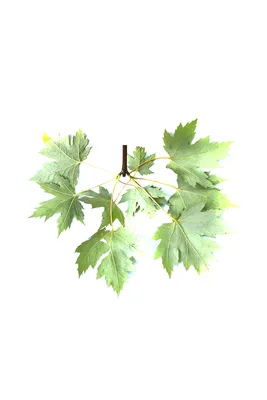 Клен серебристый Пирамидале с доставкой! 🌱 [С106024]