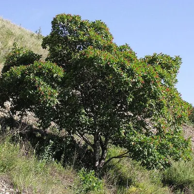 Клен татарский гиннала ( Acer tataricum ginnala )
