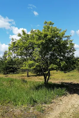 Клен татарский — Acer Tataricum L. | Ботанический сад Уфы