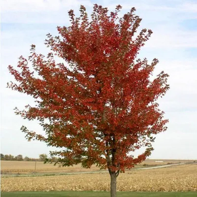 Клён татарский (Acer tataricum) купить по цене 500,00 руб. в Москве в  садовом центре Южный