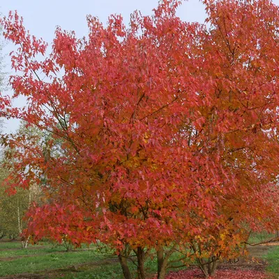 Клен \"Гиннала\" (татарский) (Acer tataricum ginnala) - Лиственные растения  весна 2024 года - купить лиственные растения спирея, кизильник, барбарис,  лапчатка.