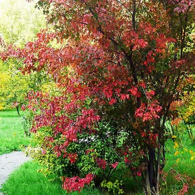 Продажа клён татарский, приречный, гиннала Acer tataricum subsp. GINNALA.  Купить в СПб. Описание. Фото. Цена