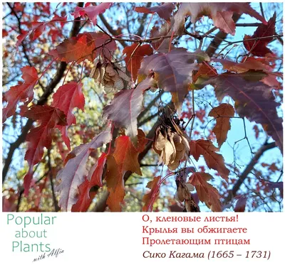 ☆Клен «Гиннала»☆ – купить в Екатеринбурге, цены в питомнике «АРТ-Ландшафт»