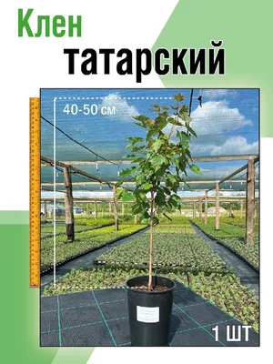 Клен татарский (гиналла). Форма Зонт – купить Формованные растения на  Sadik.ru
