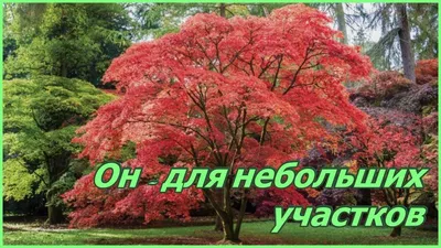 Огненные листья клёна гиннала | Популярно о растениях | Дзен